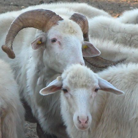 فيلا أربوسفي Agriturismo Rocca Su Moru المظهر الخارجي الصورة