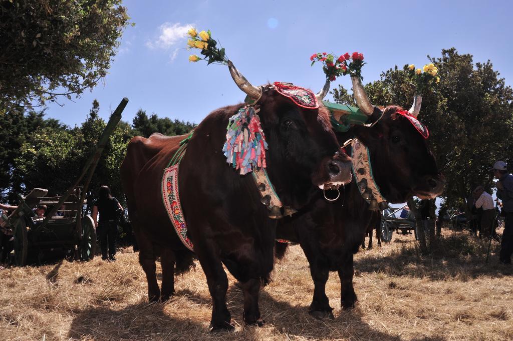 فيلا أربوسفي Agriturismo Rocca Su Moru المظهر الخارجي الصورة
