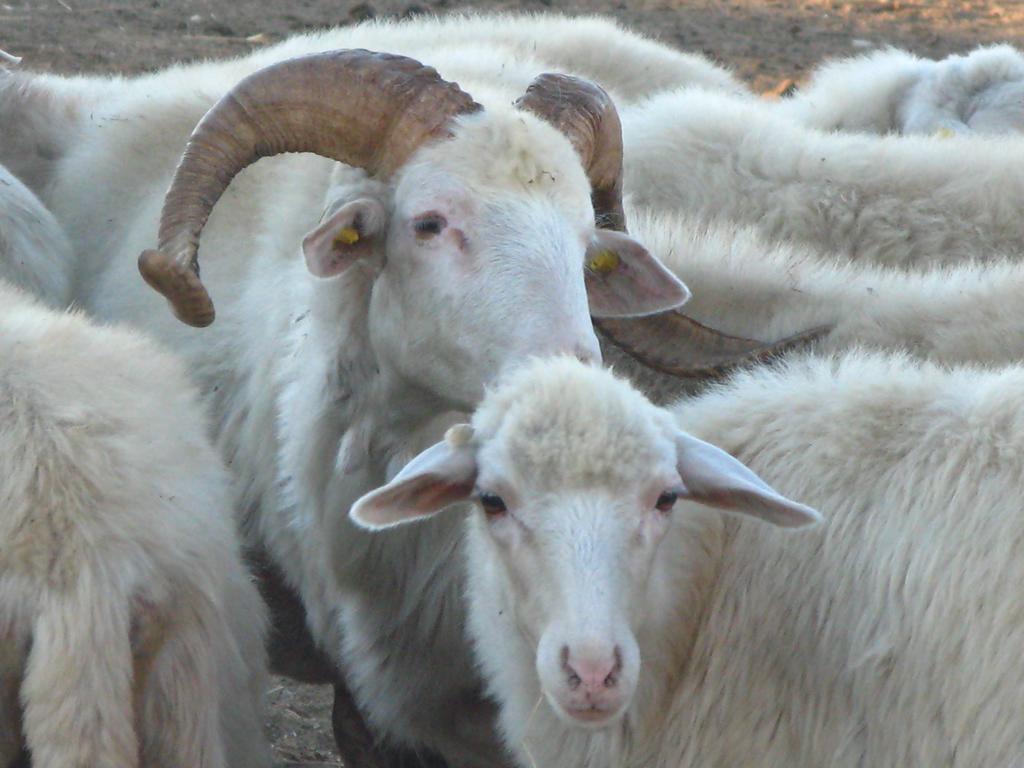 فيلا أربوسفي Agriturismo Rocca Su Moru المظهر الخارجي الصورة