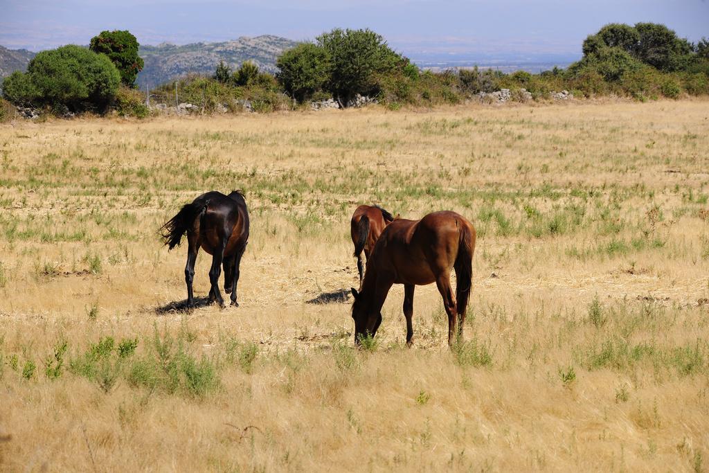 فيلا أربوسفي Agriturismo Rocca Su Moru المظهر الخارجي الصورة